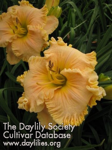 Daylily Spotswood Box
